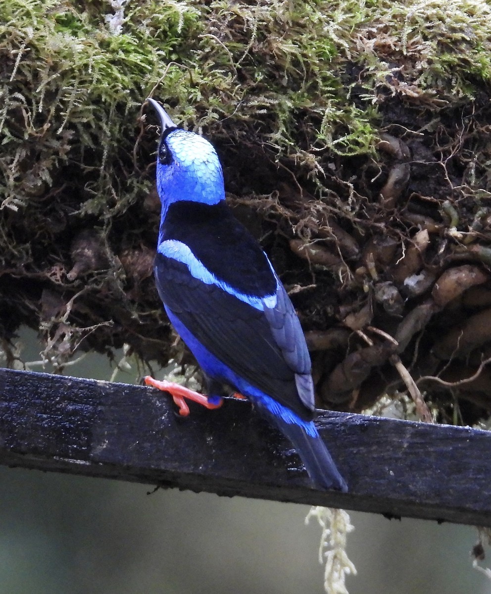 Red-legged Honeycreeper - ML647196640