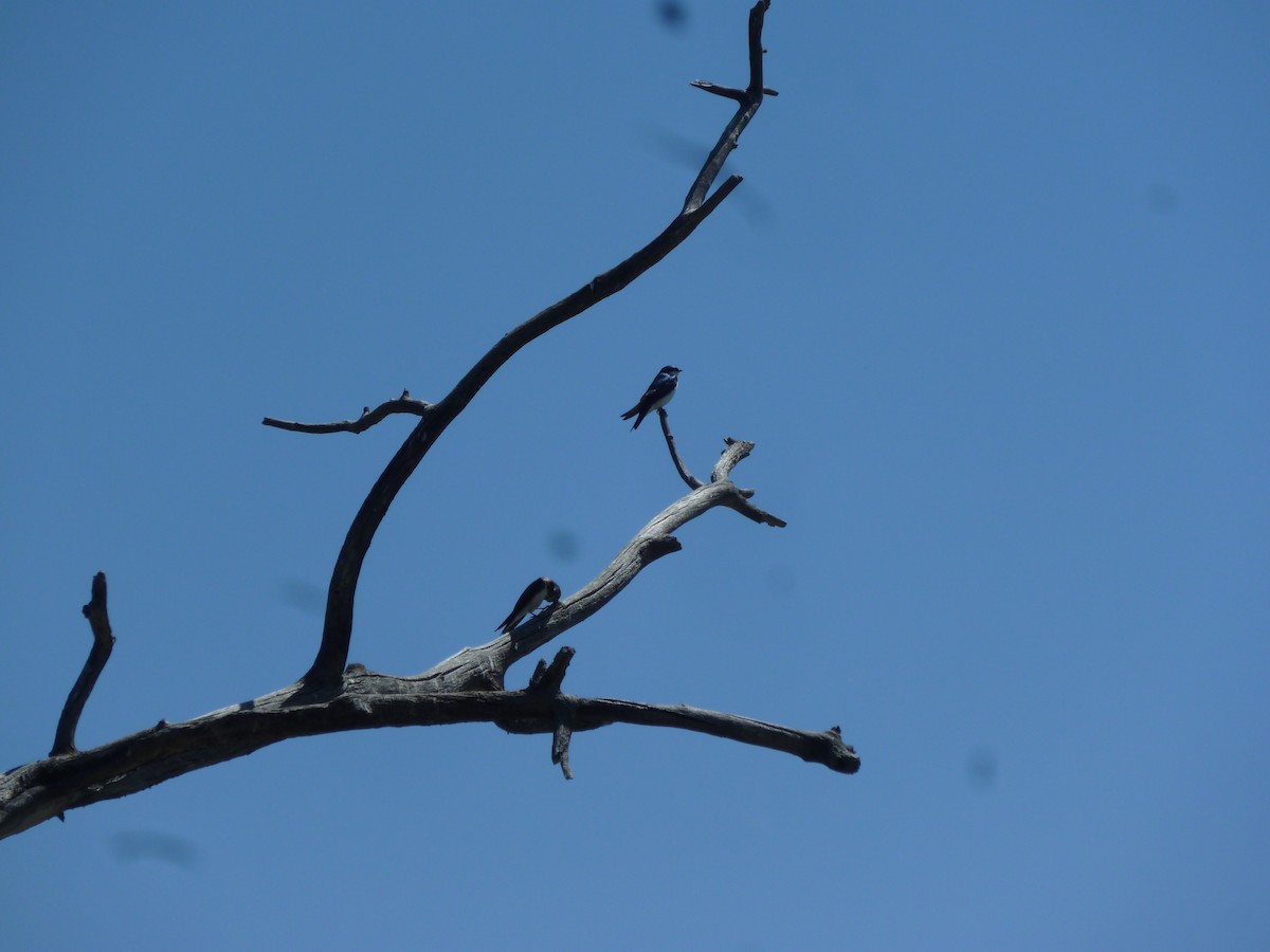 Elai kolorebikoa - ML647196641