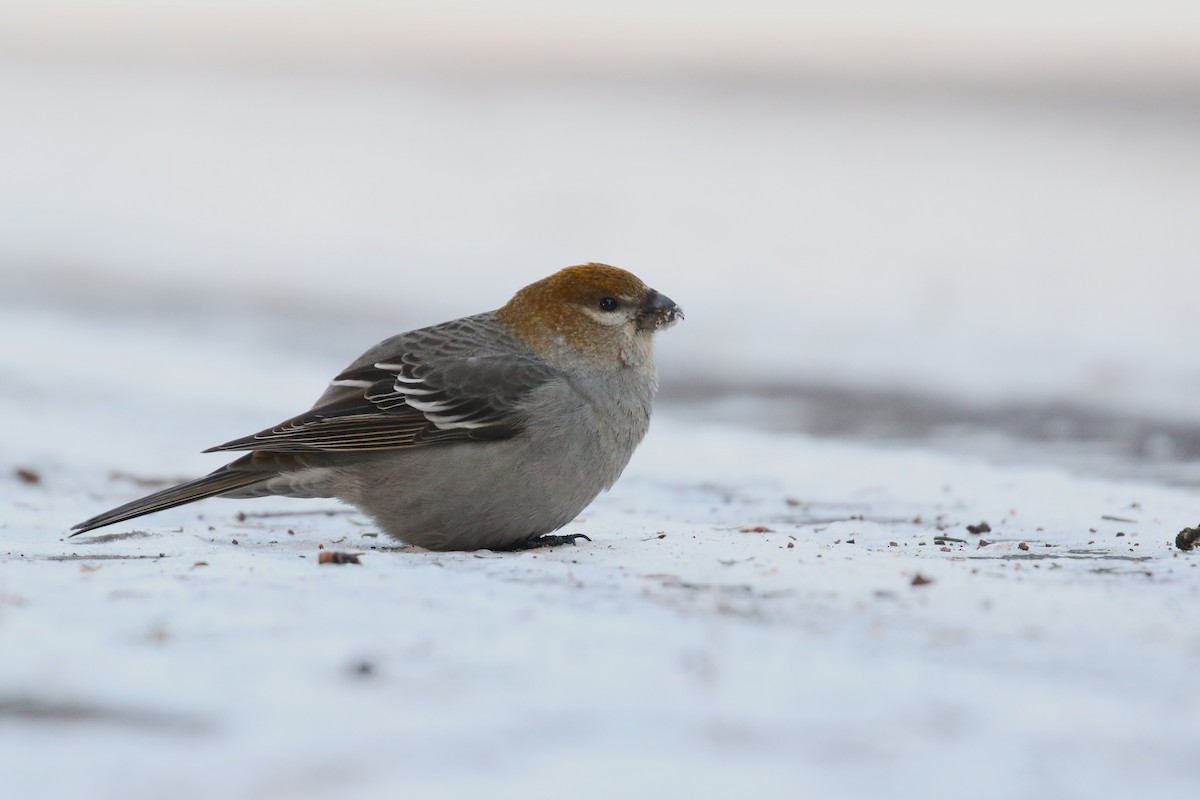 Pinu-gailupa - ML647196643