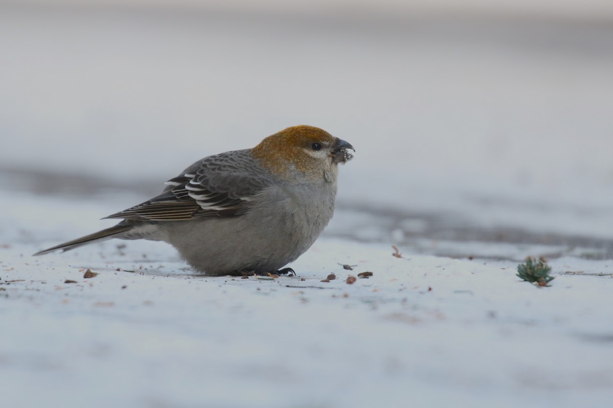 Pinu-gailupa - ML647196646