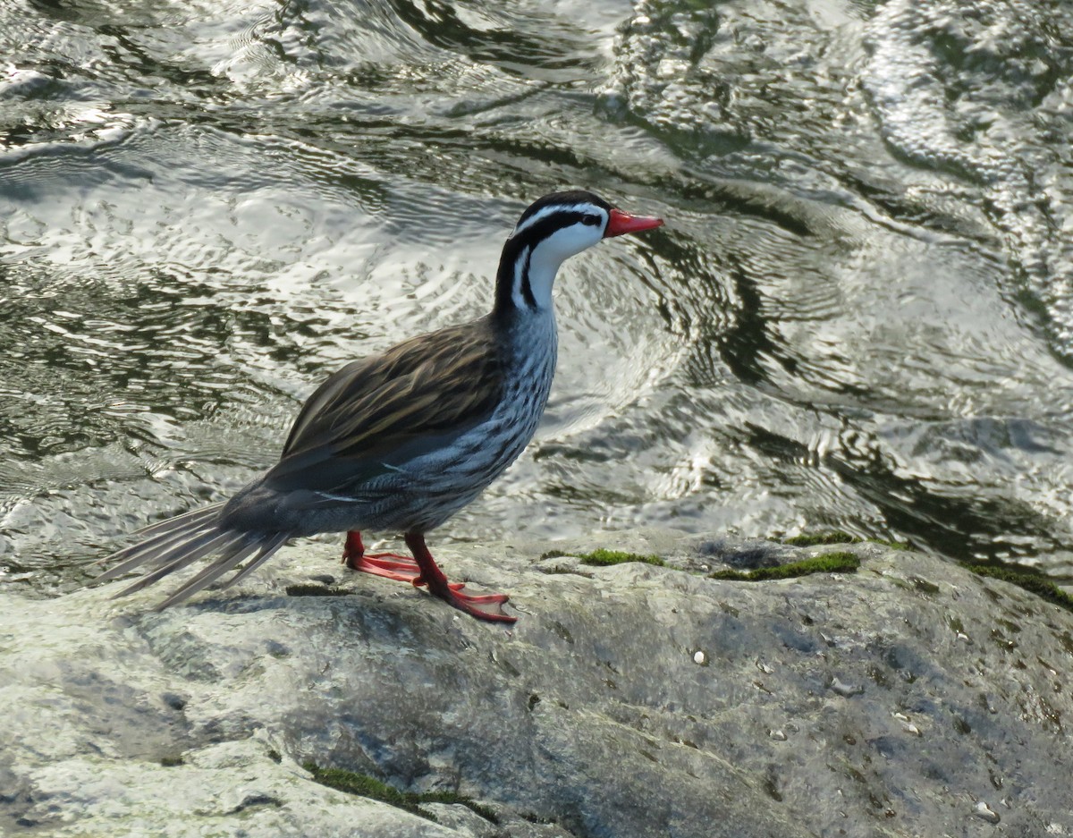 Torrent Duck - ML647196650