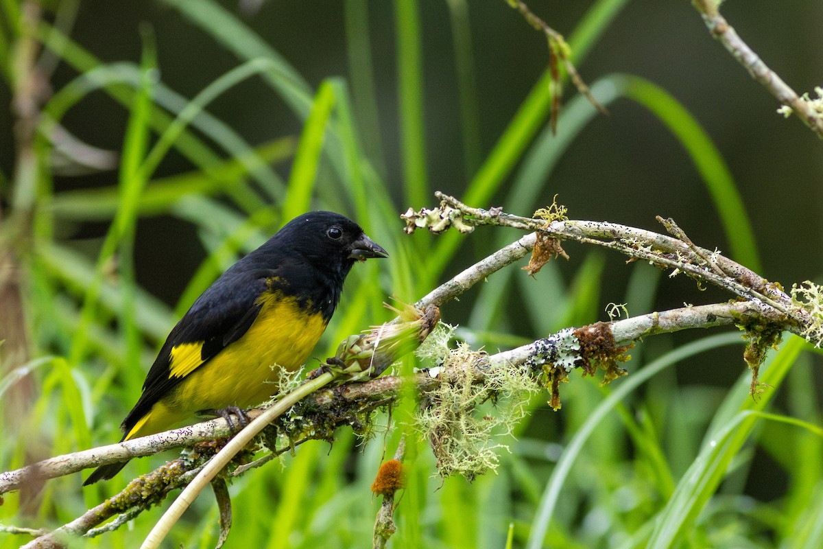 Yellow-bellied Siskin - ML647196651