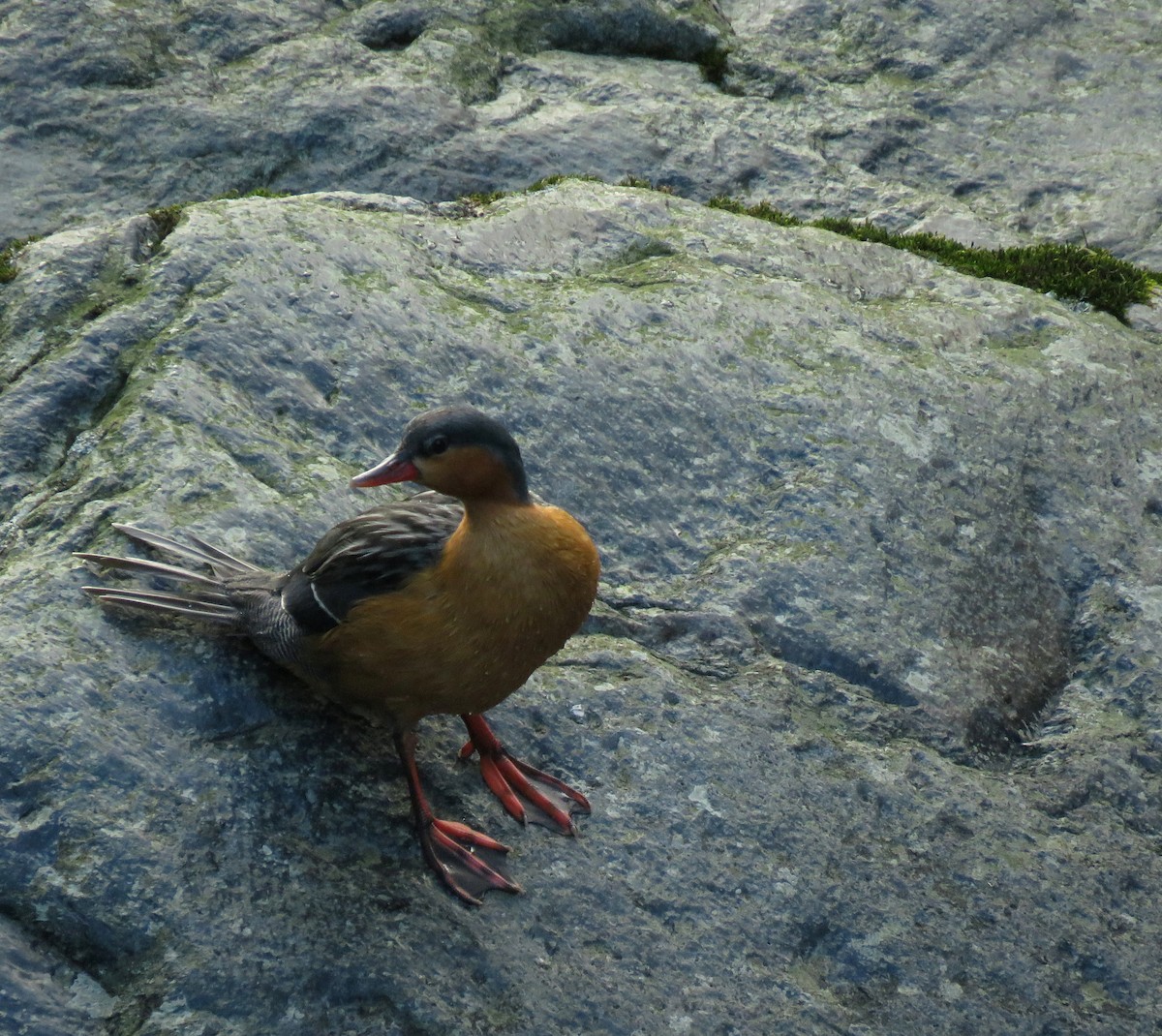 Torrent Duck - ML647196652