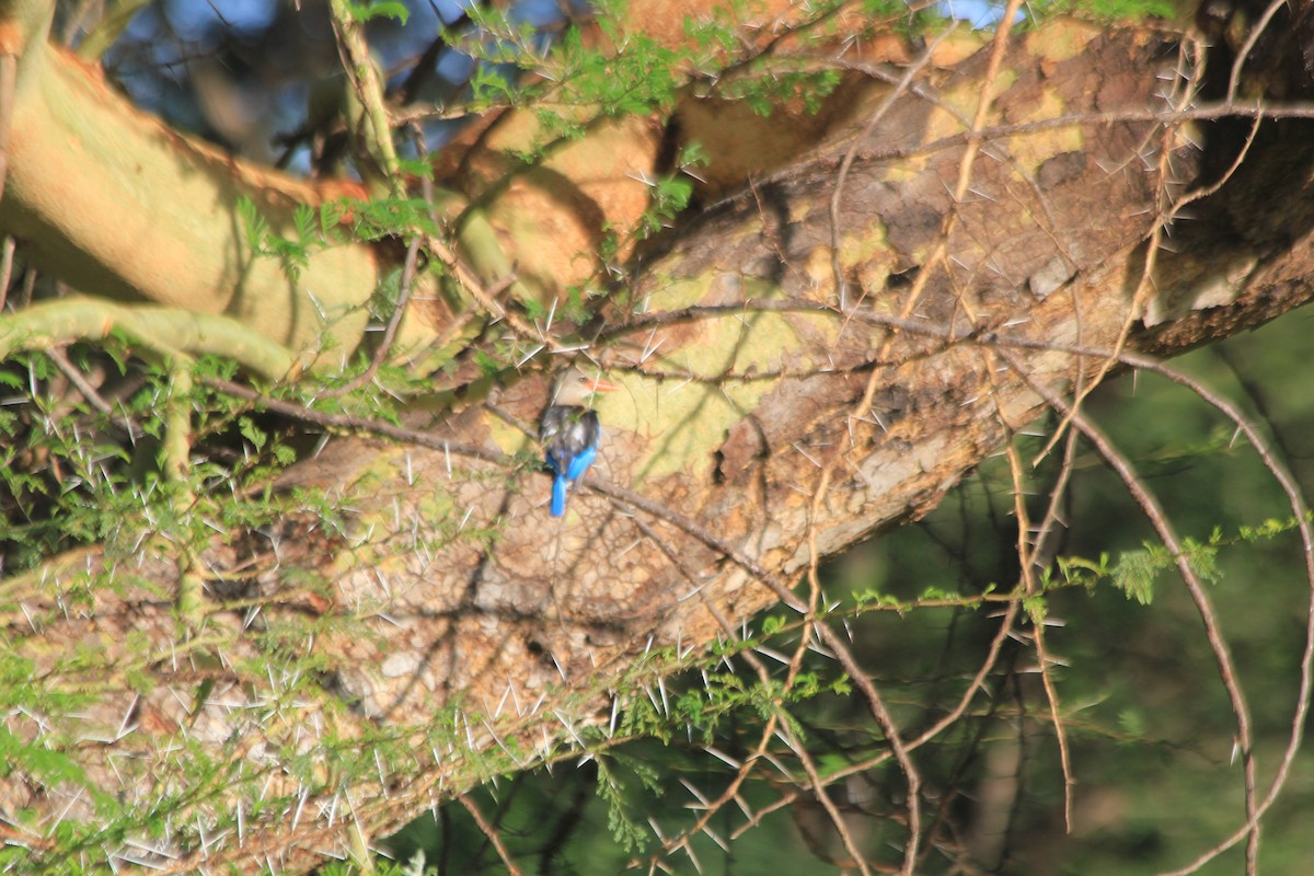 Martin-chasseur à tête grise - ML647196653