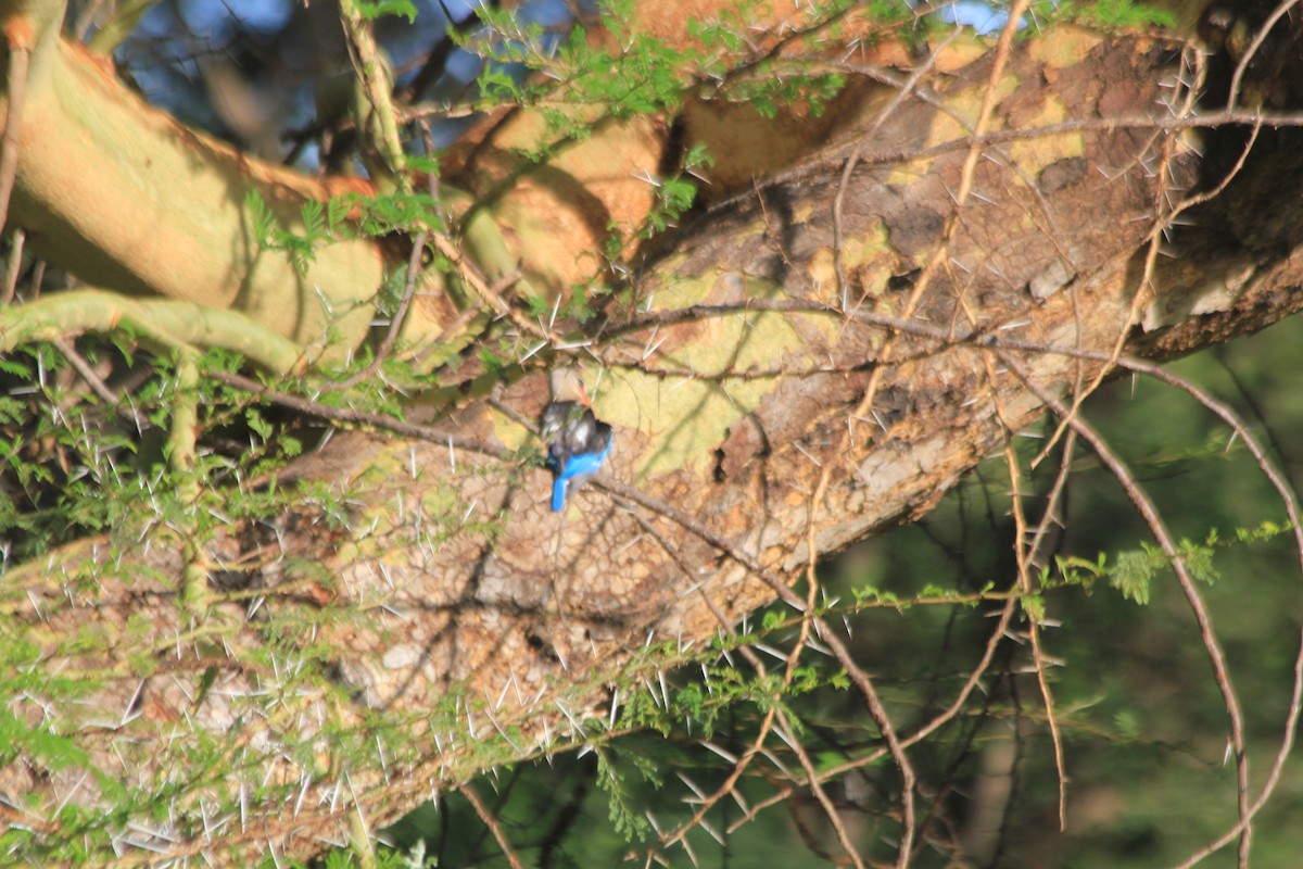 Martin-chasseur à tête grise - ML647196656