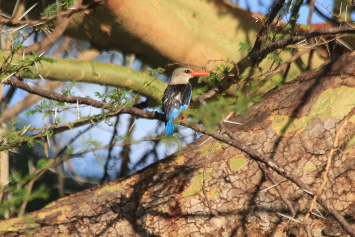 Martin-chasseur à tête grise - ML647196657