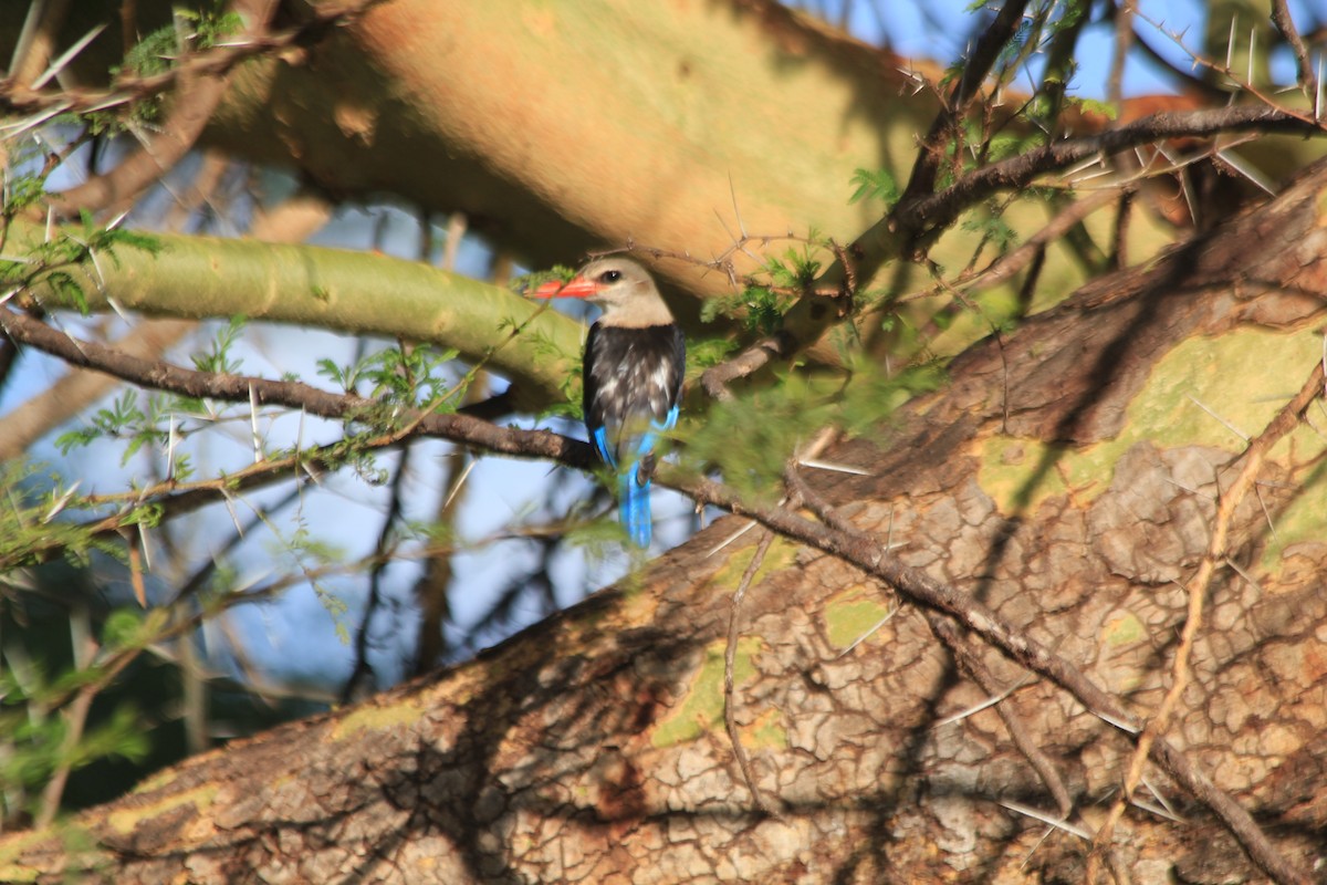 Martin-chasseur à tête grise - ML647196658
