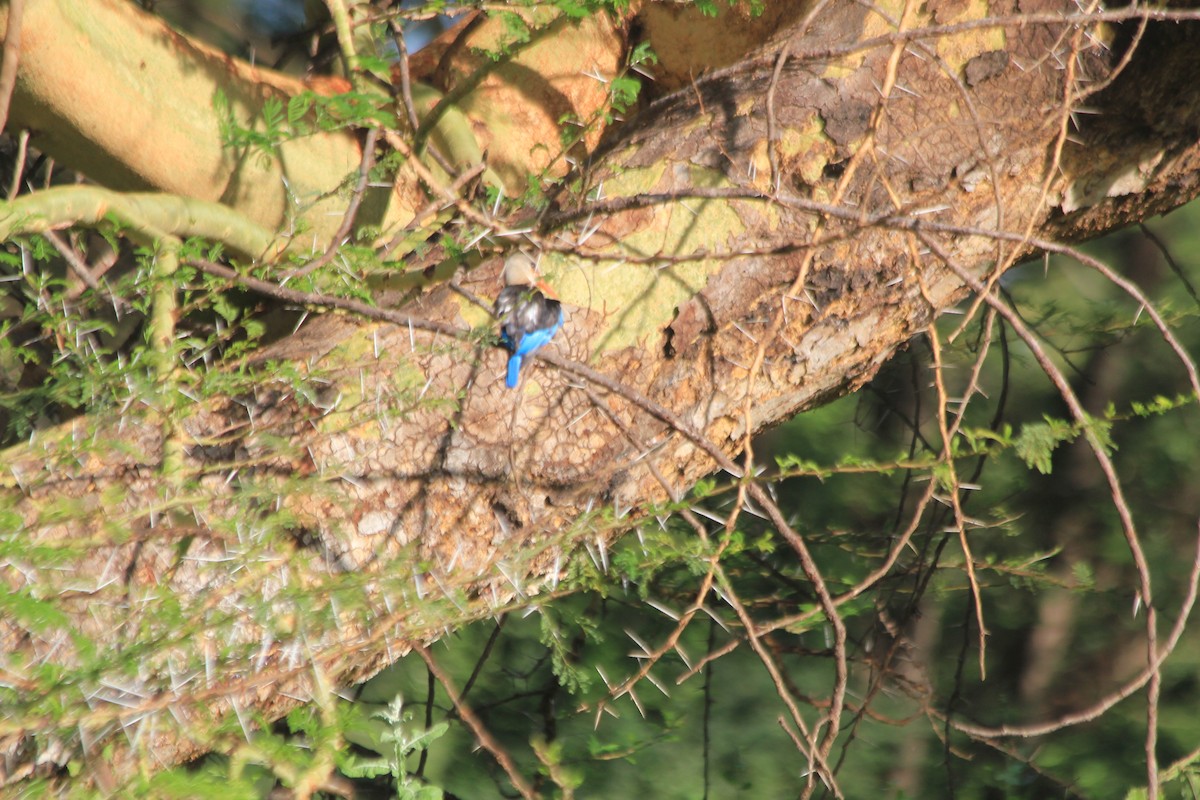 Martin-chasseur à tête grise - ML647196659