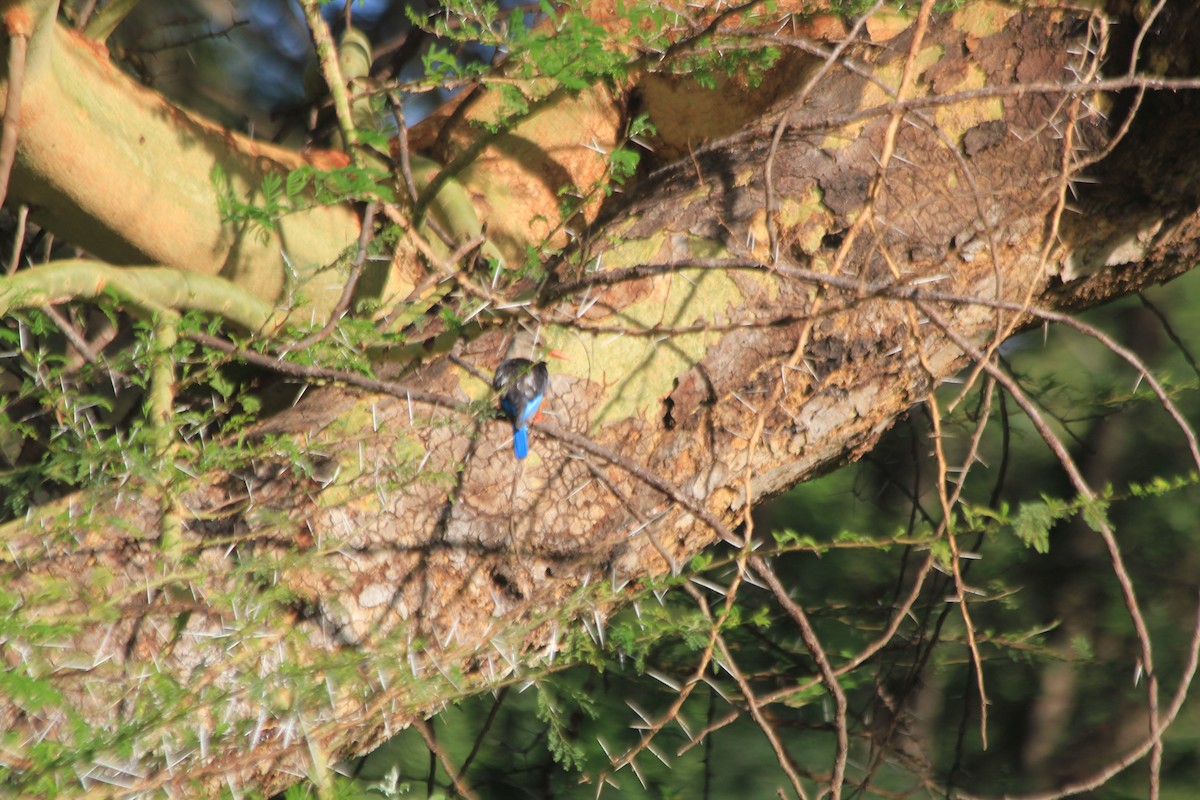 Martin-chasseur à tête grise - ML647196660