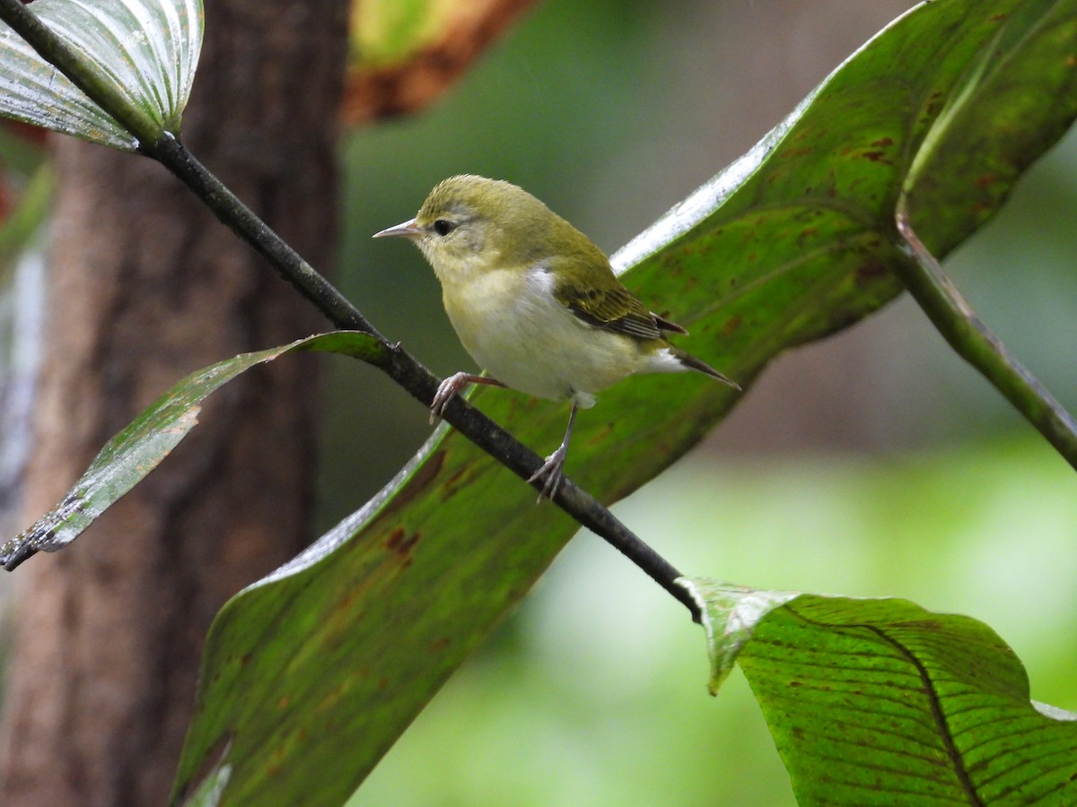 Червоїд світлобровий - ML647196675