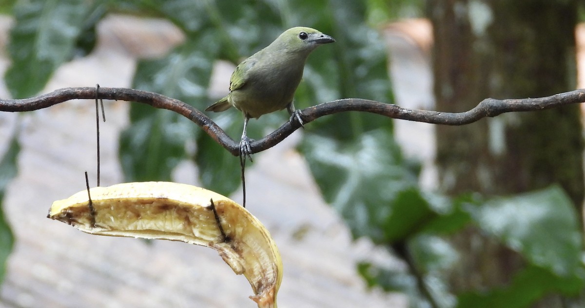 Palm Tanager - ML647196686