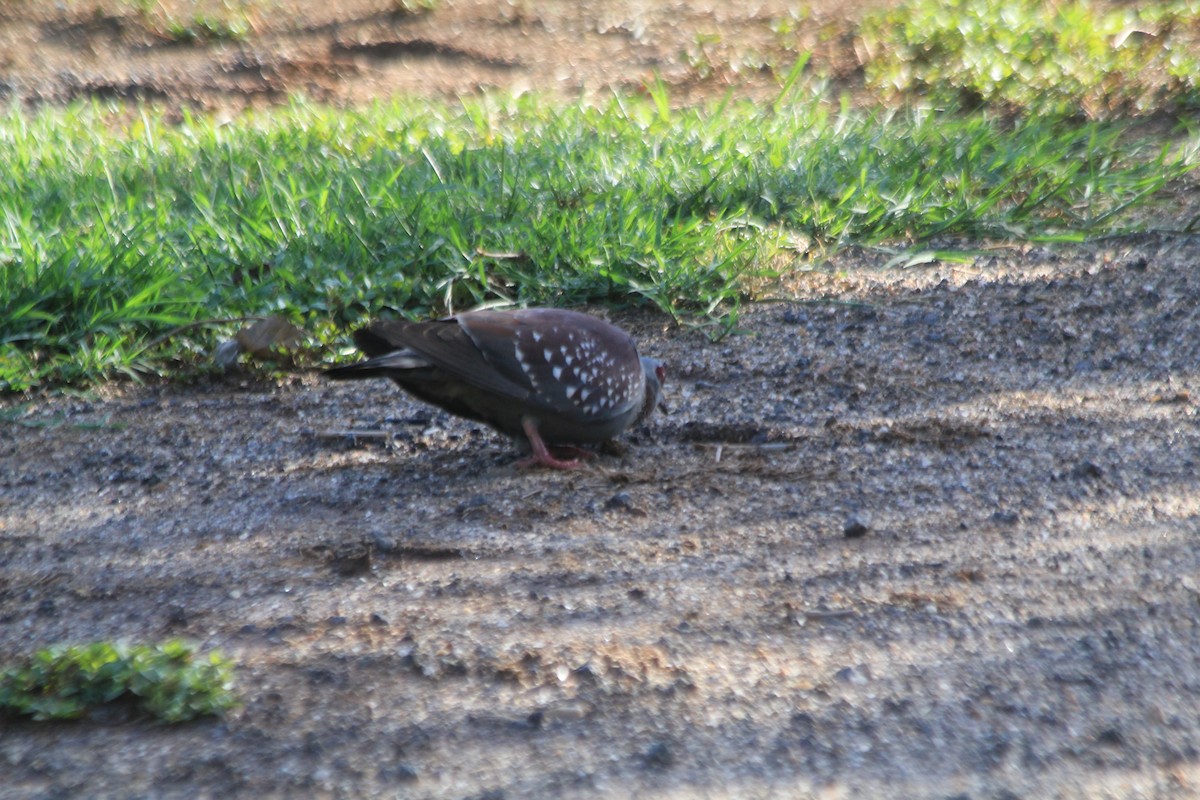 Speckled Pigeon - ML647196691