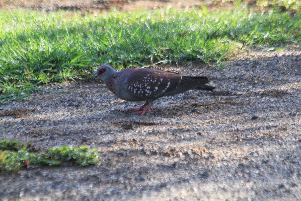 Speckled Pigeon - ML647196692
