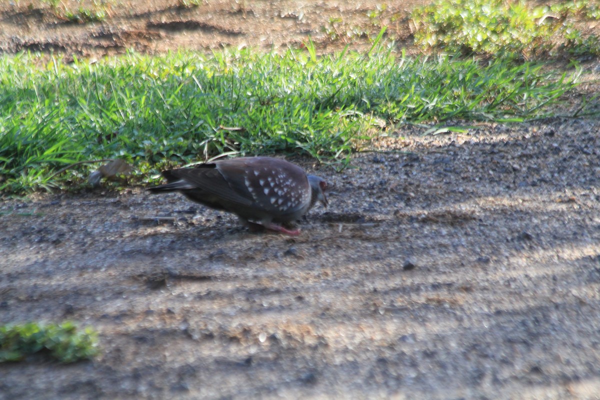 Speckled Pigeon - ML647196693