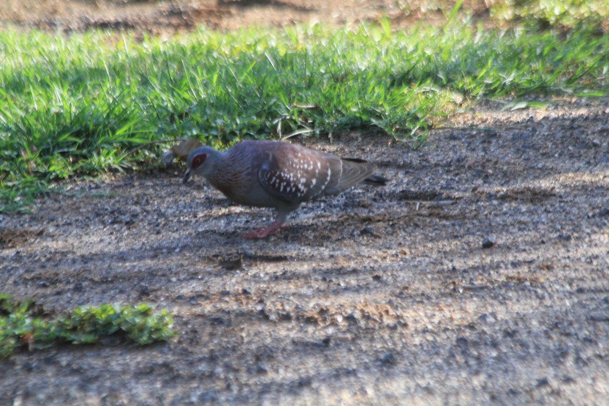 Speckled Pigeon - ML647196694