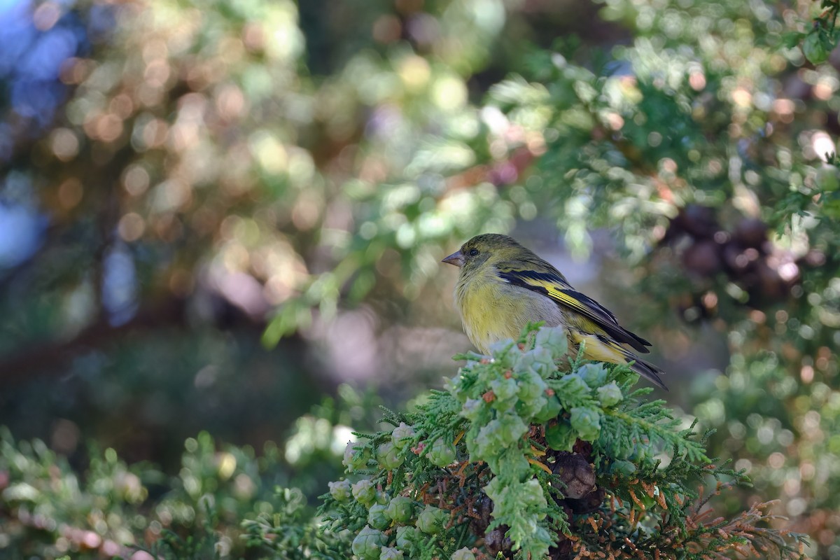 Hooded Siskin - ML647196695