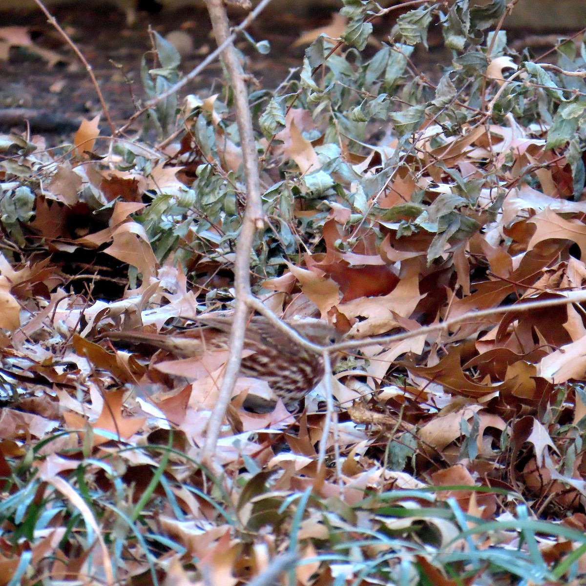 strnadec kaštanový - ML647196696