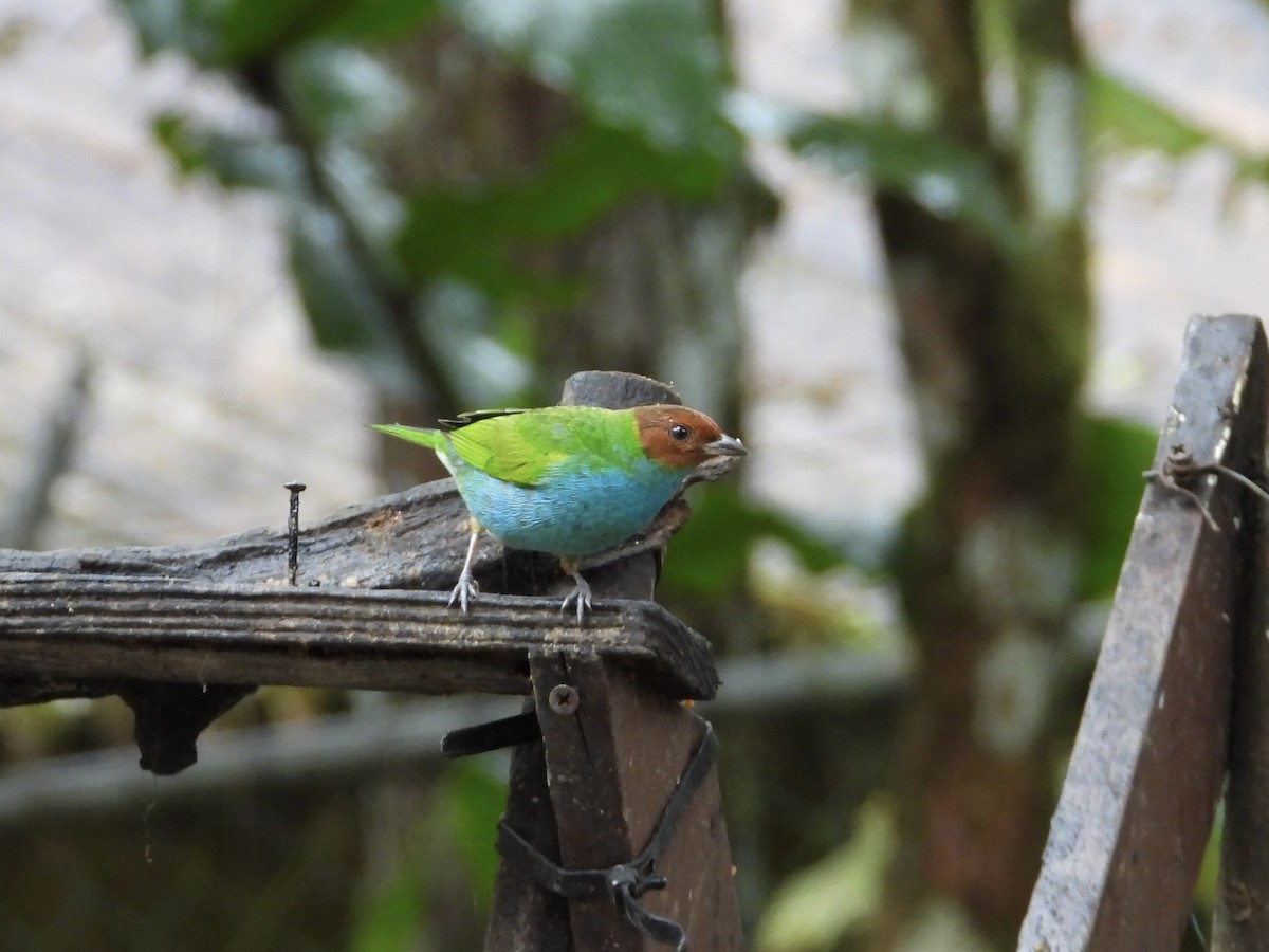 Bay-headed Tanager - ML647196697