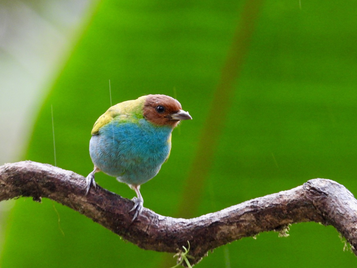 Bay-headed Tanager - ML647196698