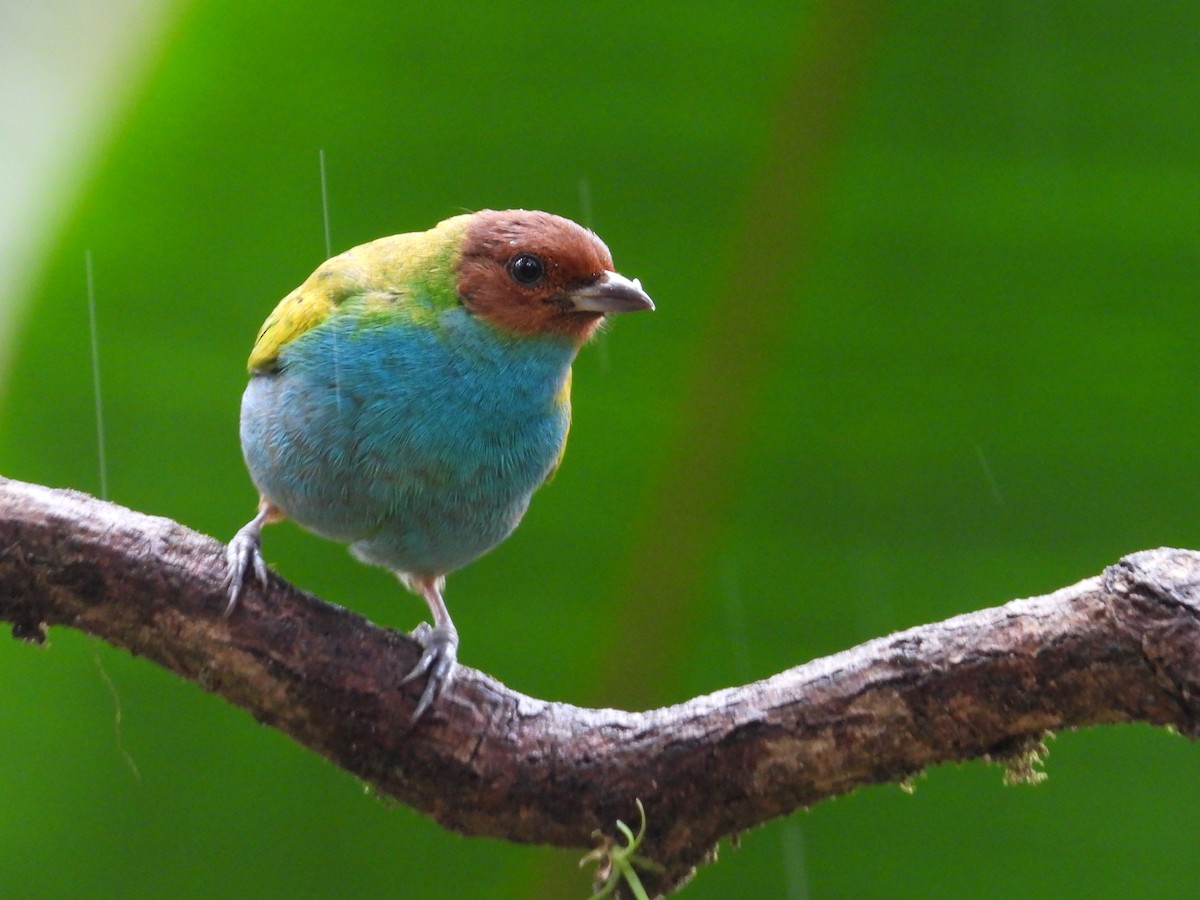 Bay-headed Tanager - ML647196699