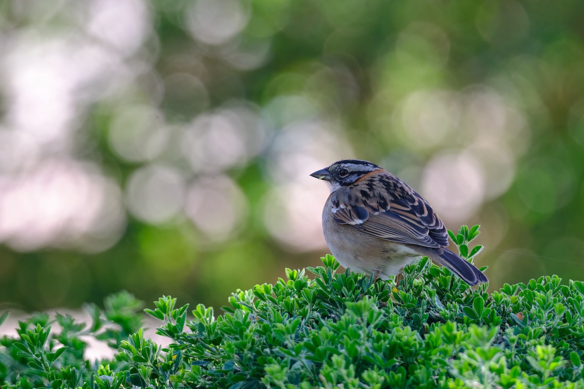 Rufous-collared Sparrow - ML647196700