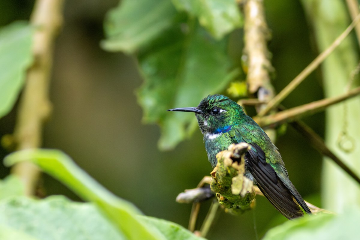 kolibřík bělohrdlý - ML647196705