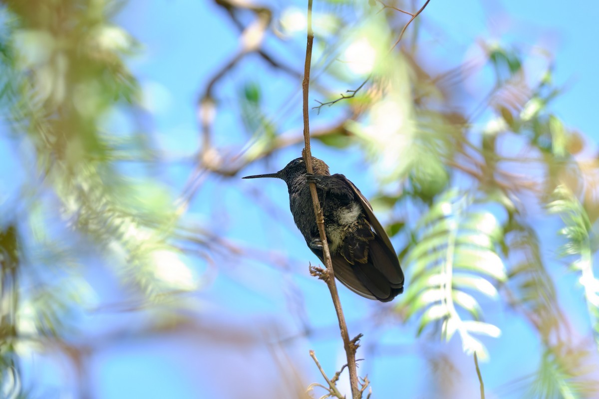 kolibřík mourovatý - ML647196706