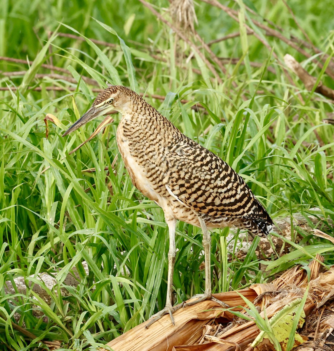 bukač středoamerický - ML647196707