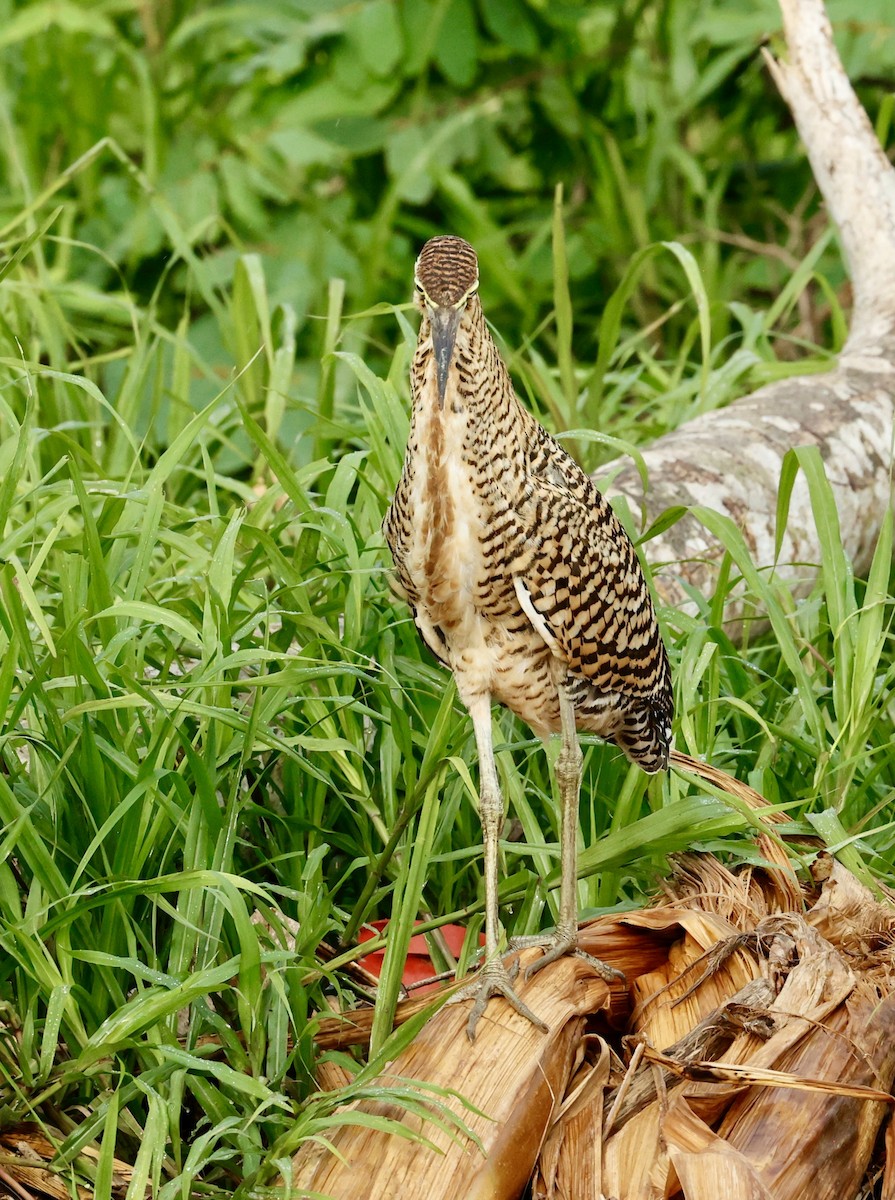 bukač středoamerický - ML647196708