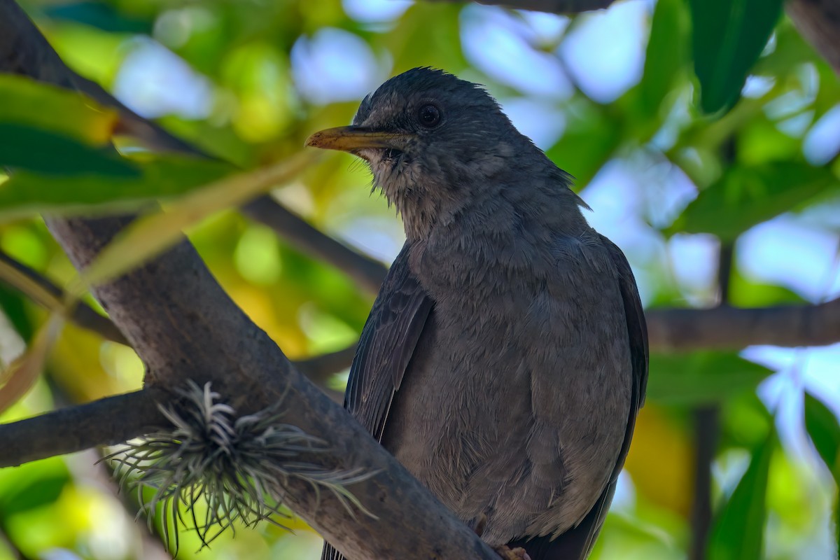 drozd jihoamerický - ML647196709