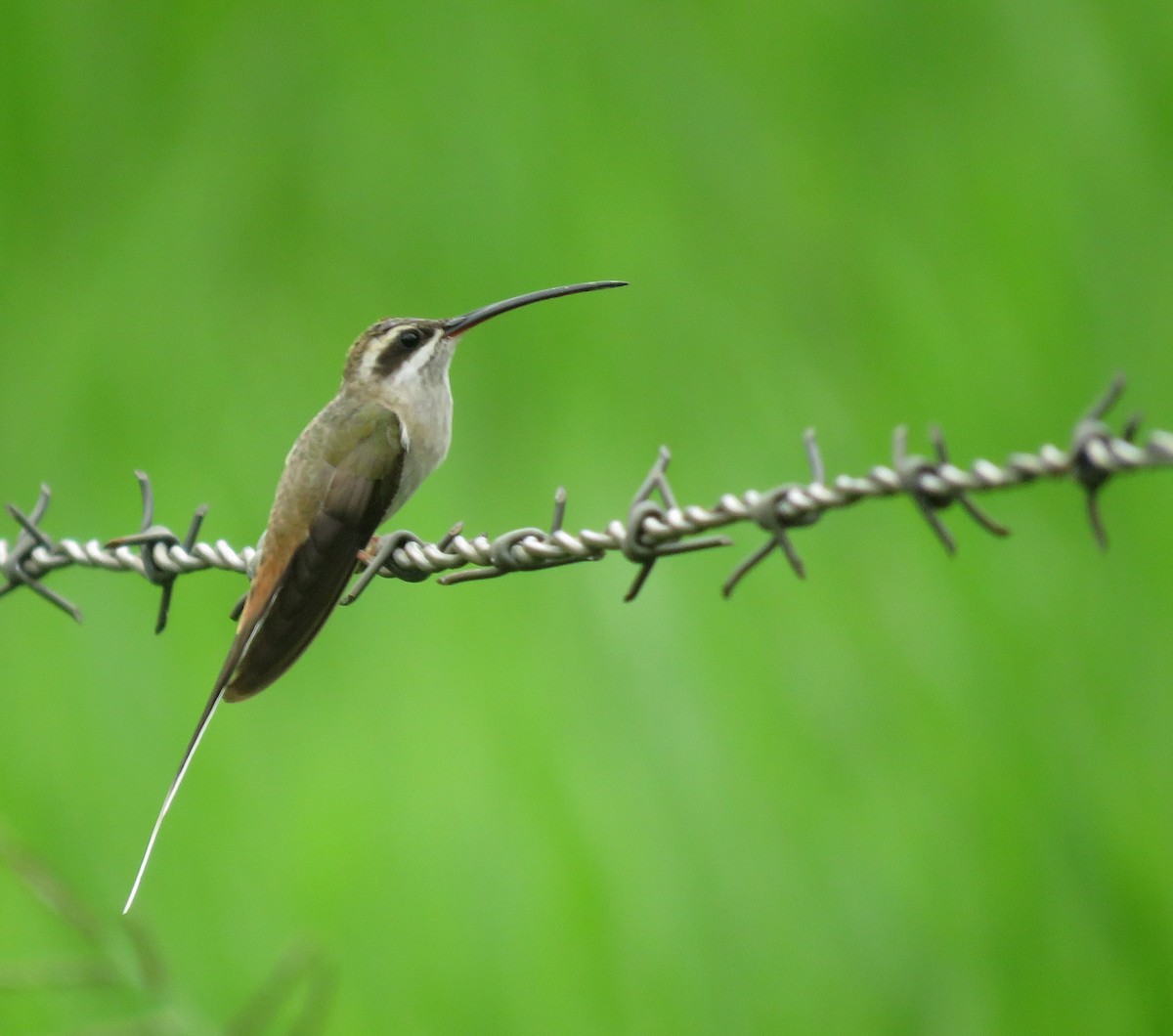kolibřík tmavotemenný - ML647196710
