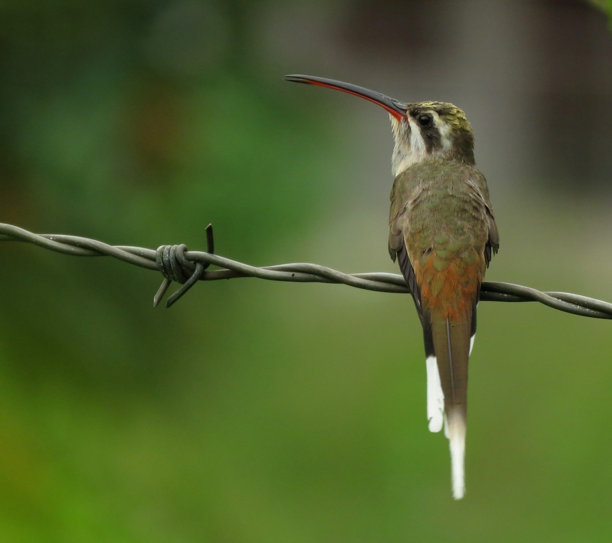 kolibřík tmavotemenný - ML647196711