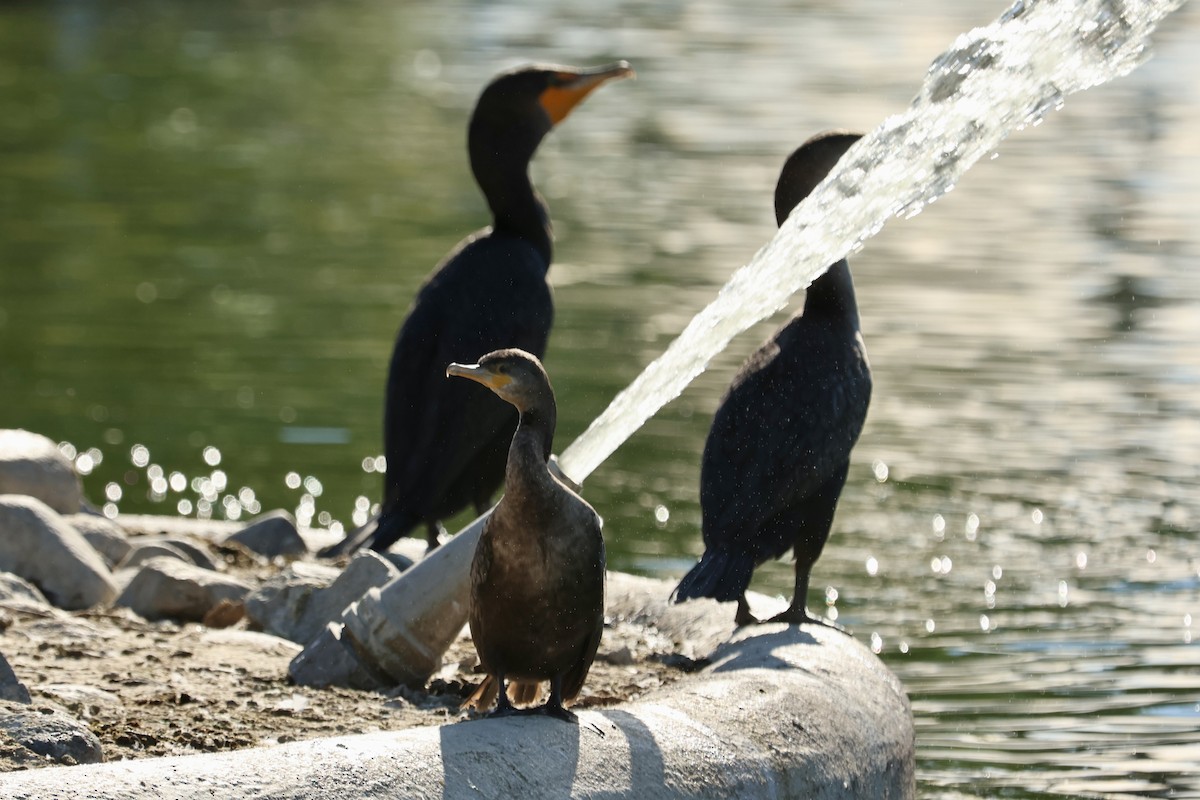 kormorán neotropický - ML647196712