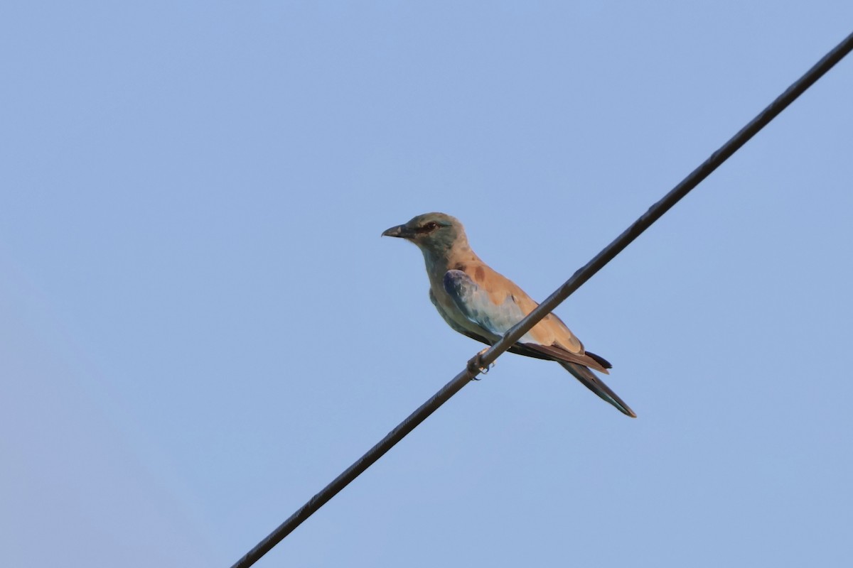 mandelík hajní - ML647196715