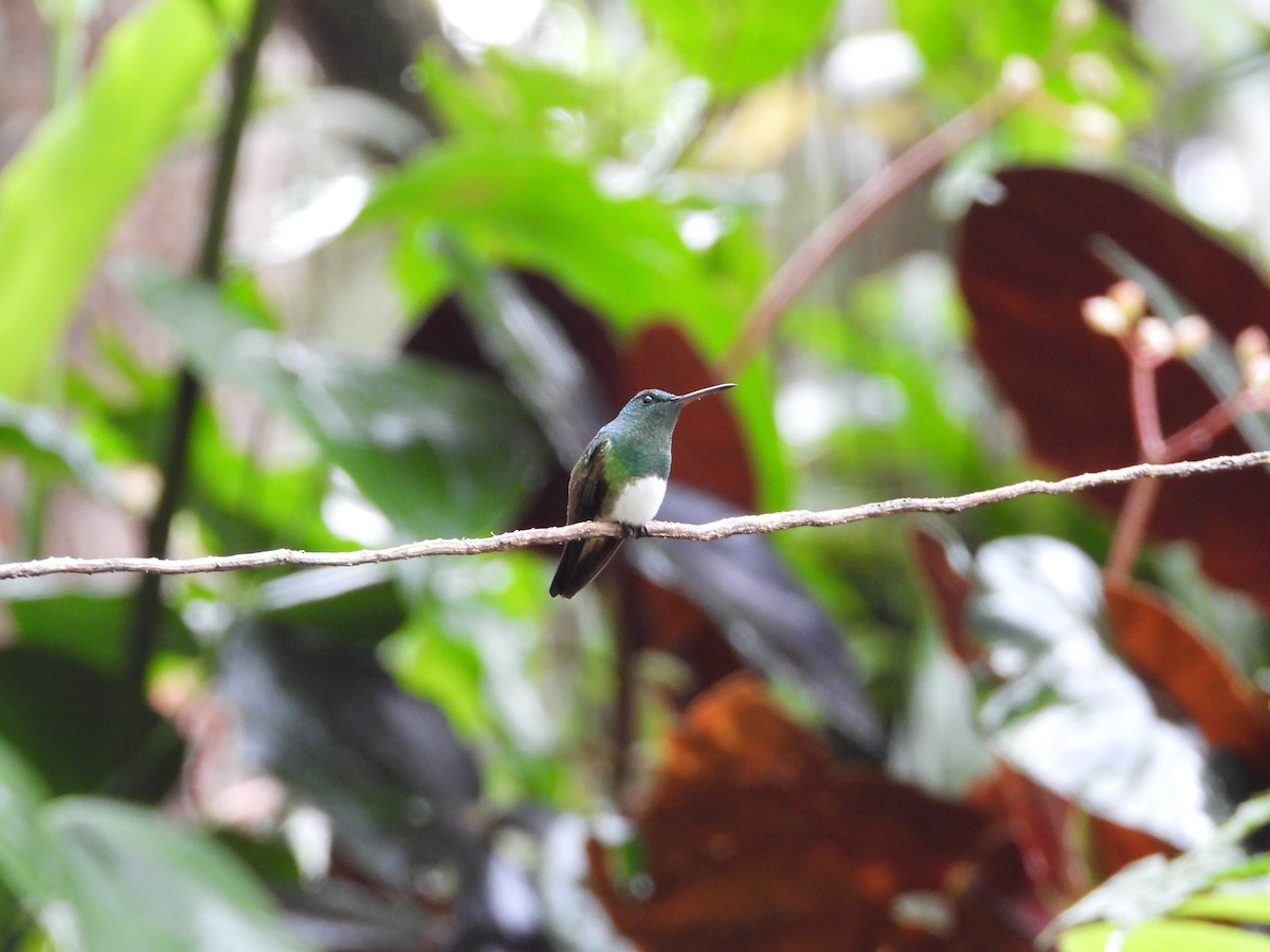 kolibřík sněhobřichý - ML647196716