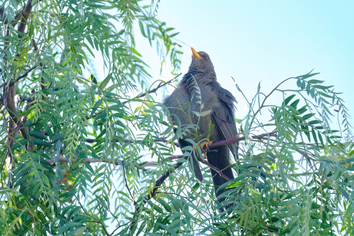 drozd jihoamerický - ML647196720