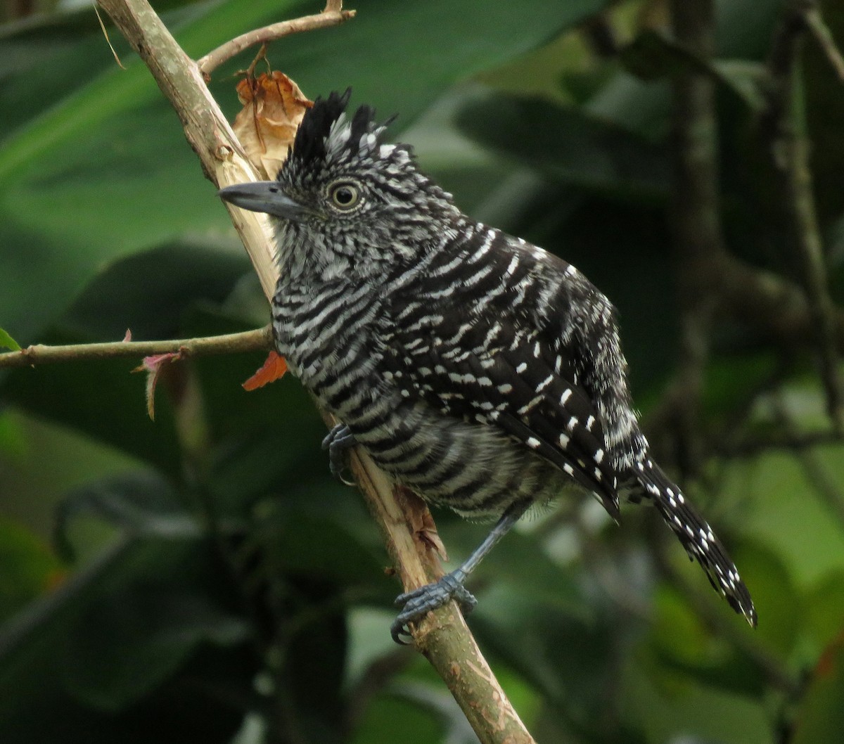 Barred Antshrike - ML647196721
