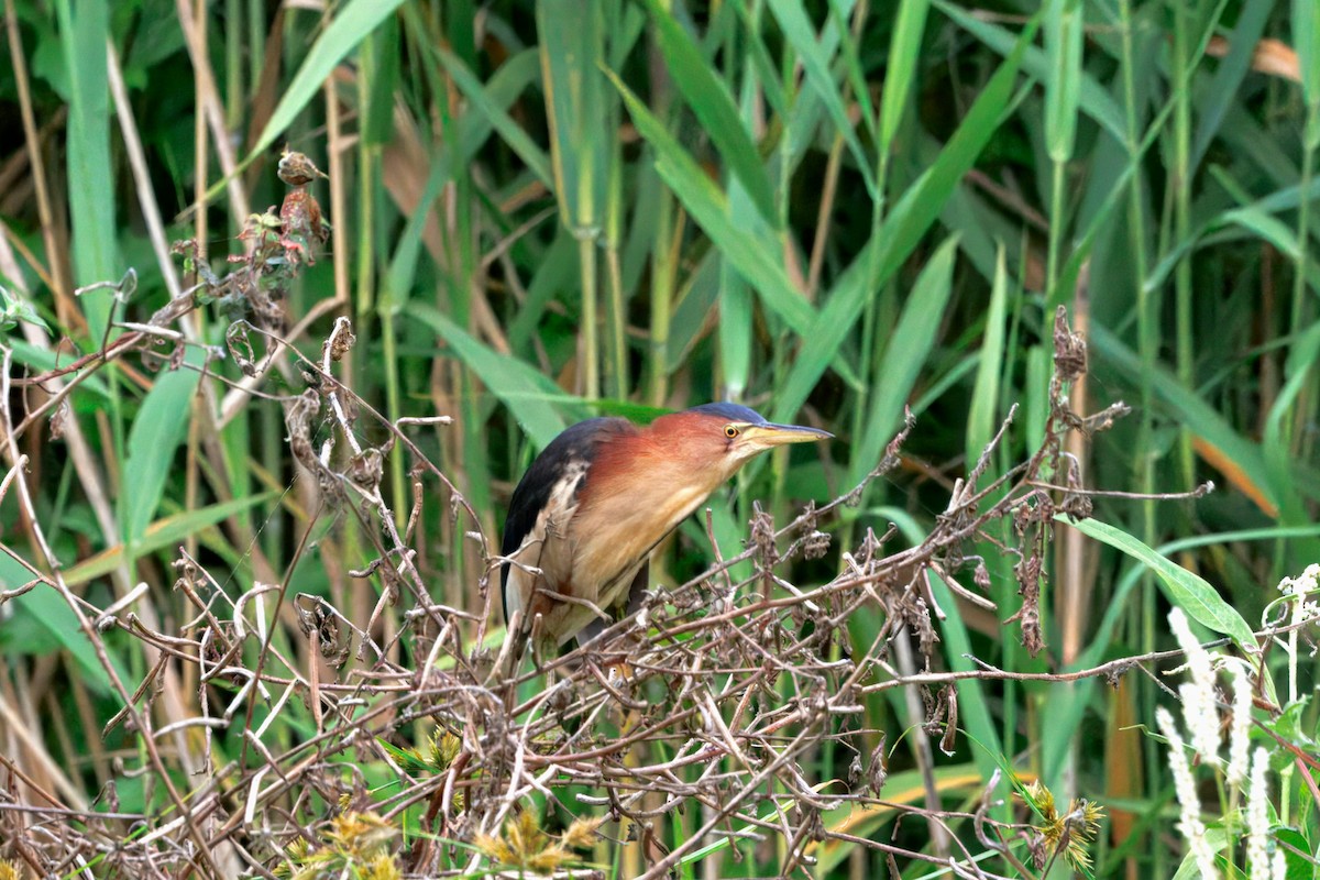 bukáček černohřbetý - ML647196722