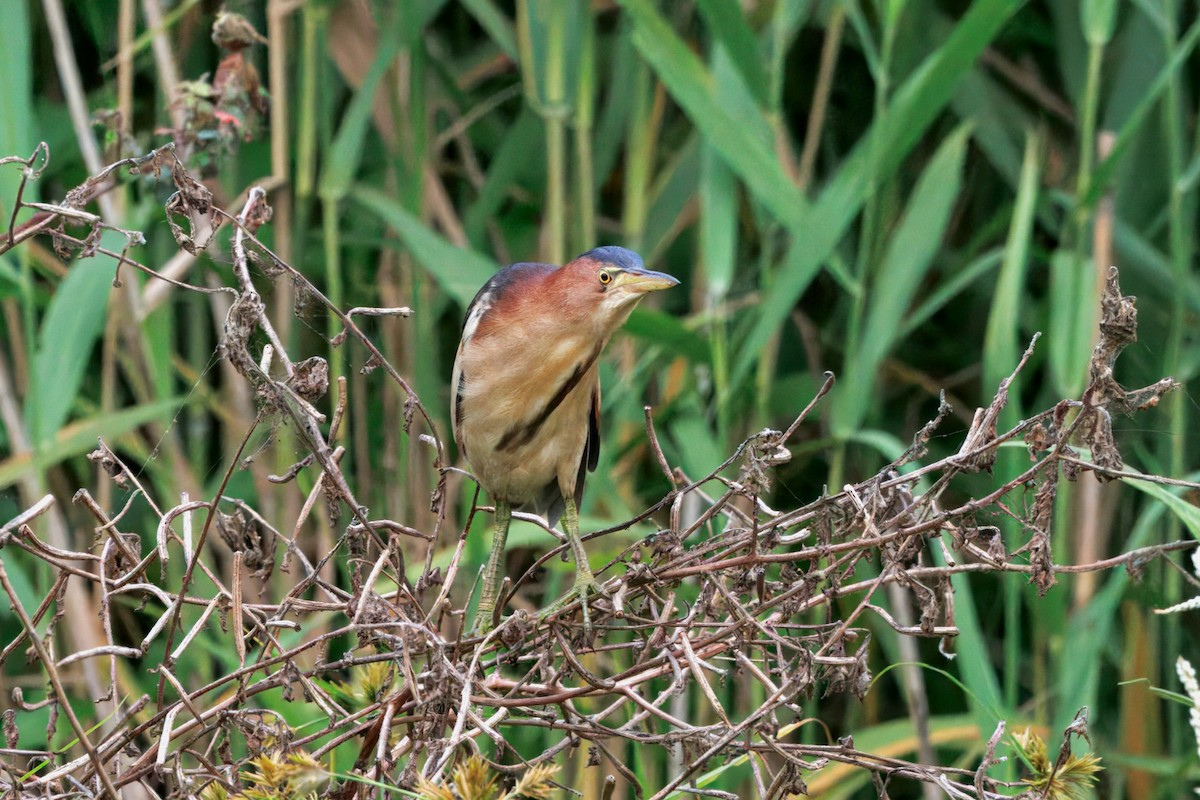 bukáček černohřbetý - ML647196723