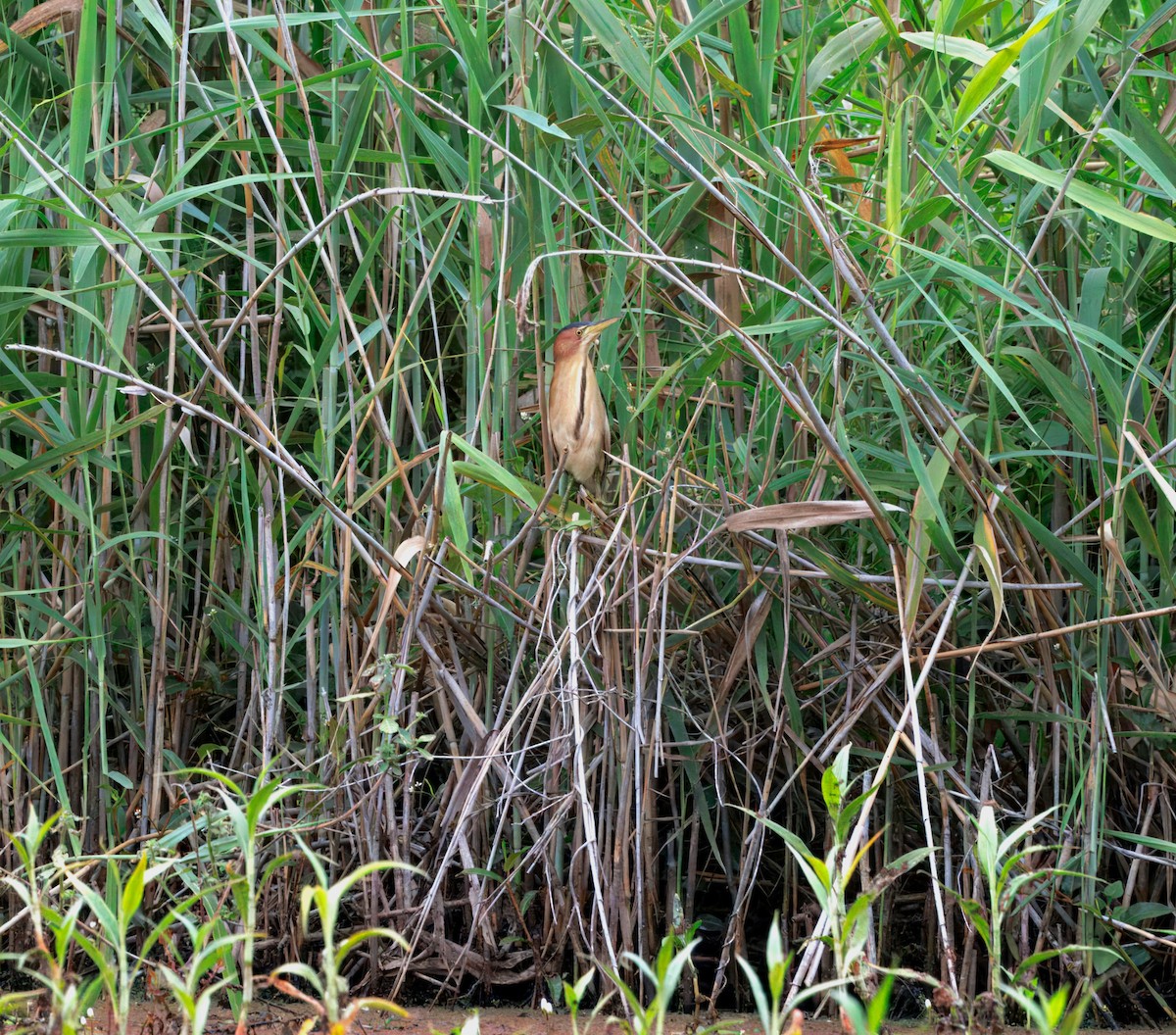 bukáček černohřbetý - ML647196724