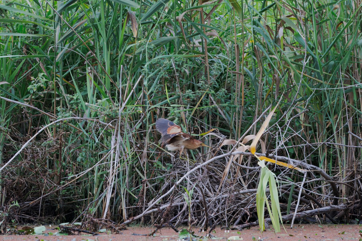bukáček černohřbetý - ML647196725