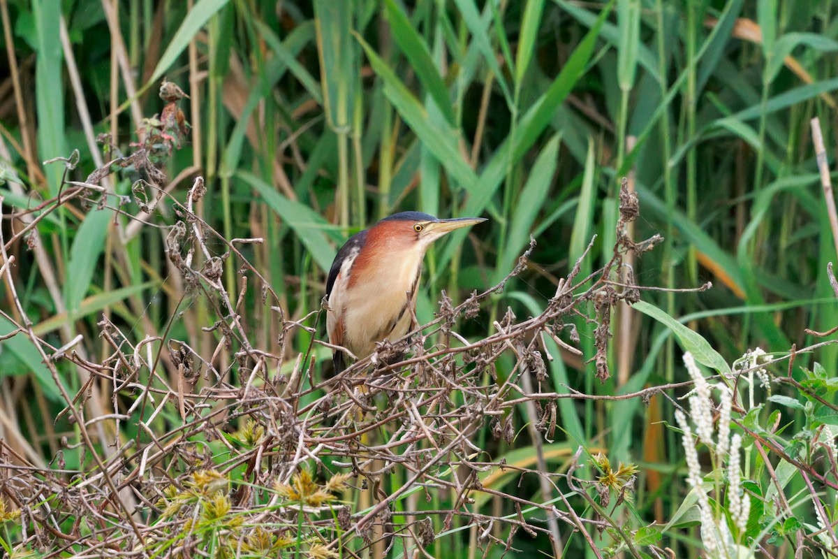 bukáček černohřbetý - ML647196726