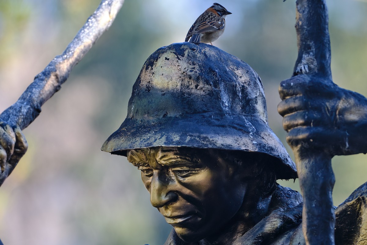 Rufous-collared Sparrow - ML647196727