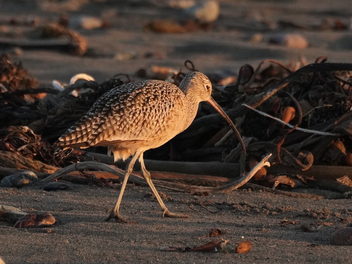 Кульон американський - ML647196728