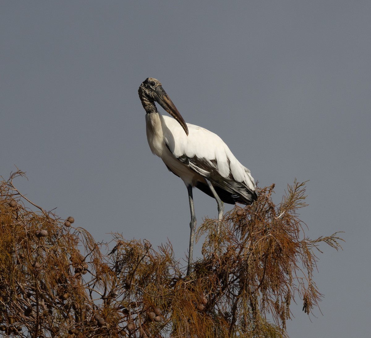 nesyt americký - ML647196729