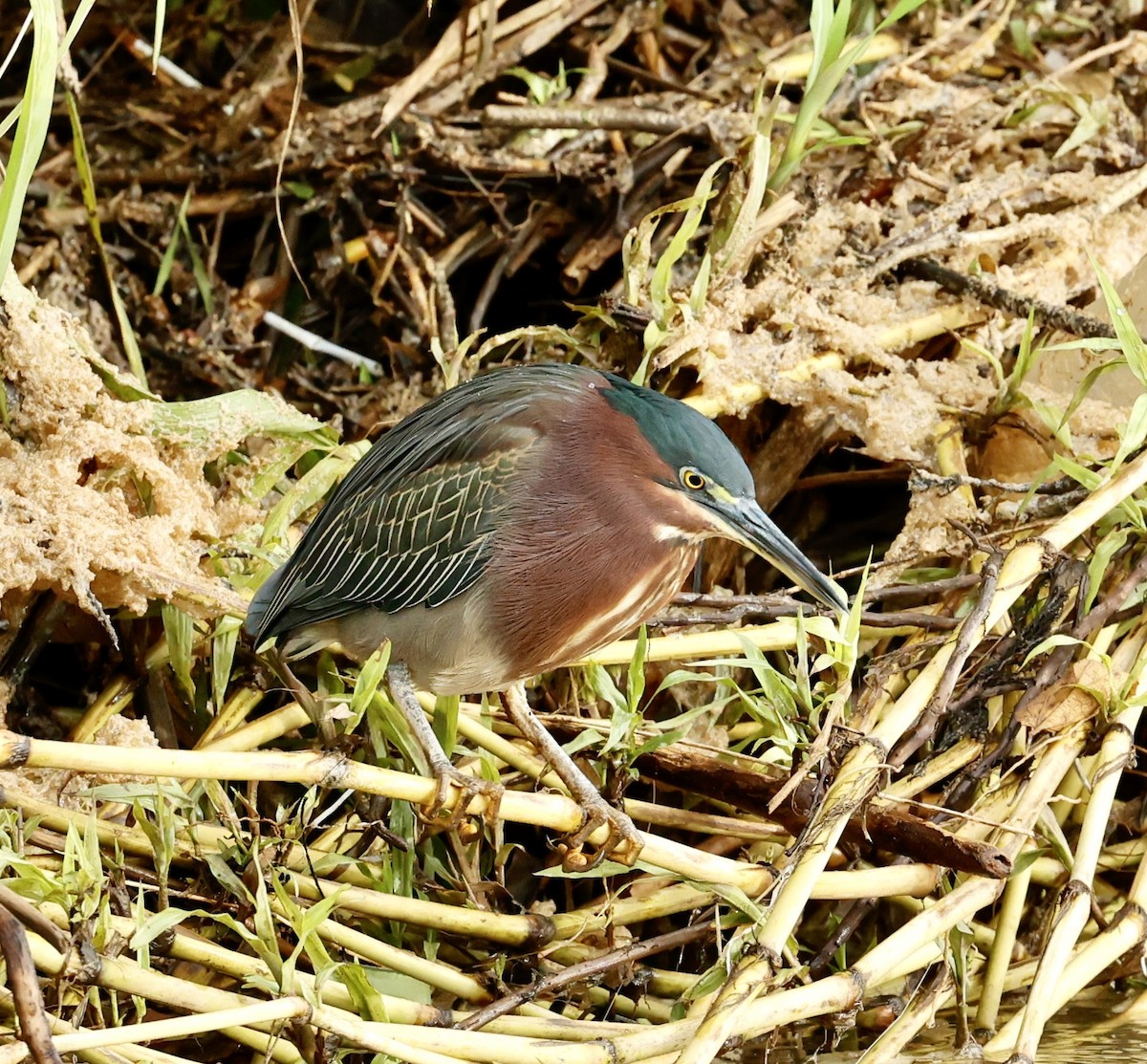 volavka zelenavá - ML647196730