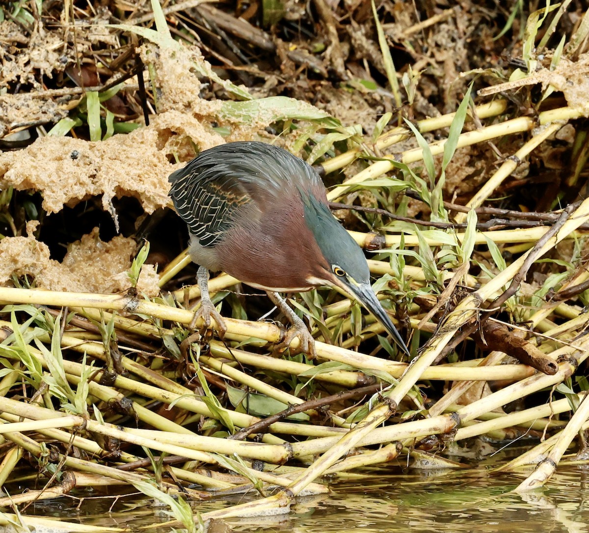 volavka zelenavá - ML647196731