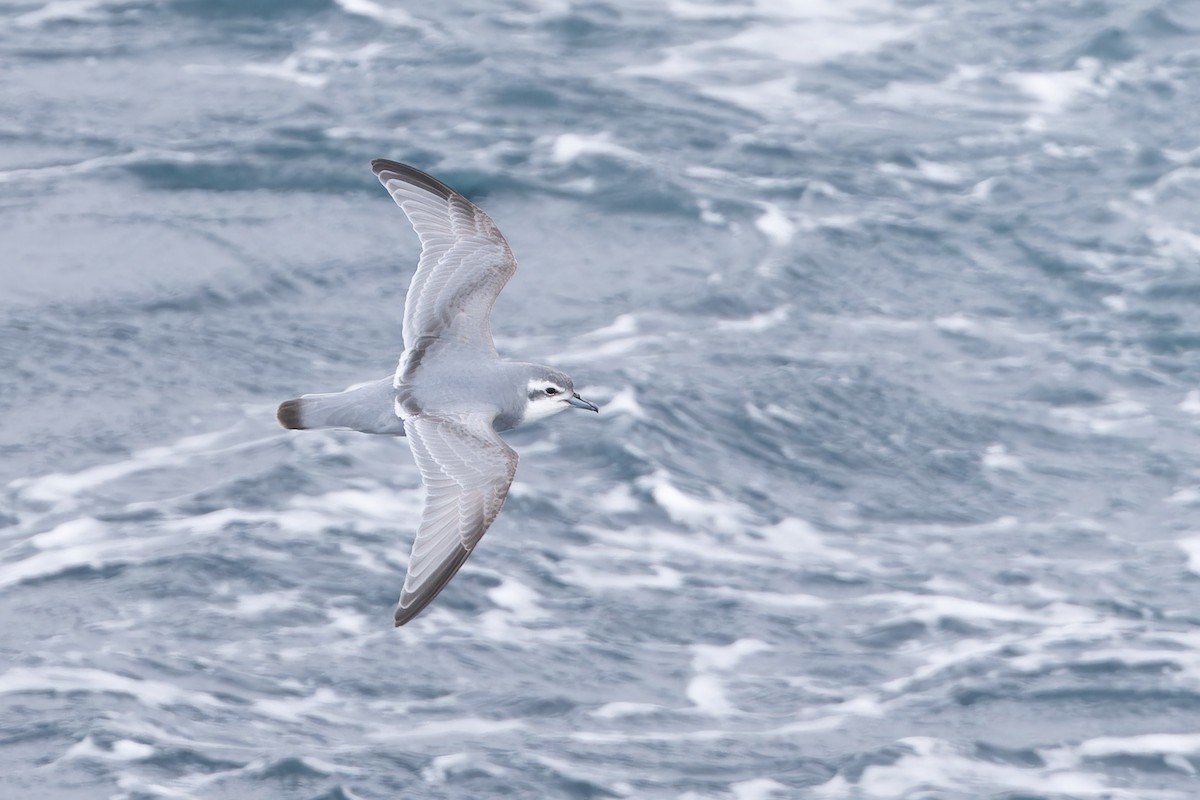 buřňák útlozobý - ML647196734