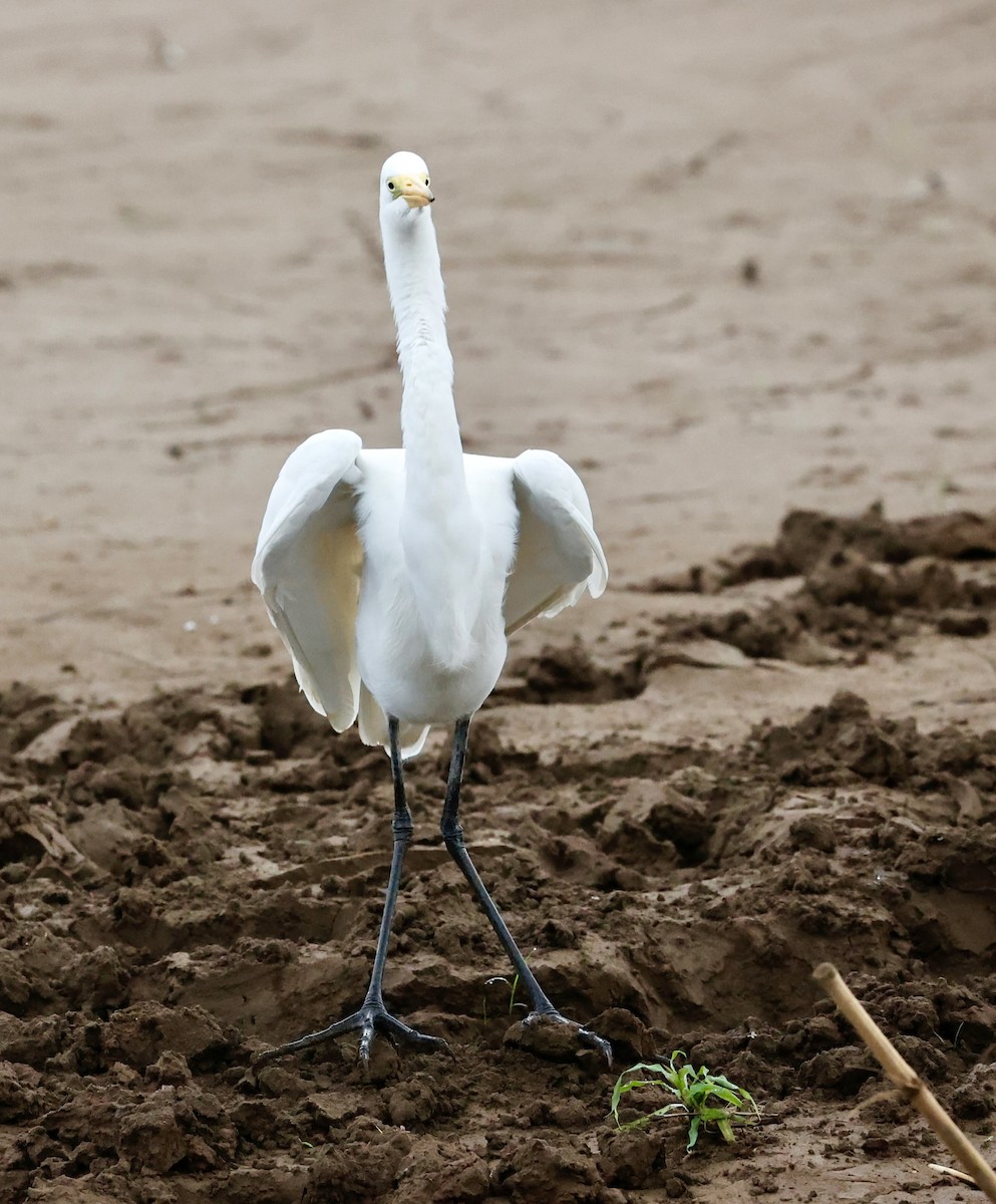 volavka bílá - ML647196735