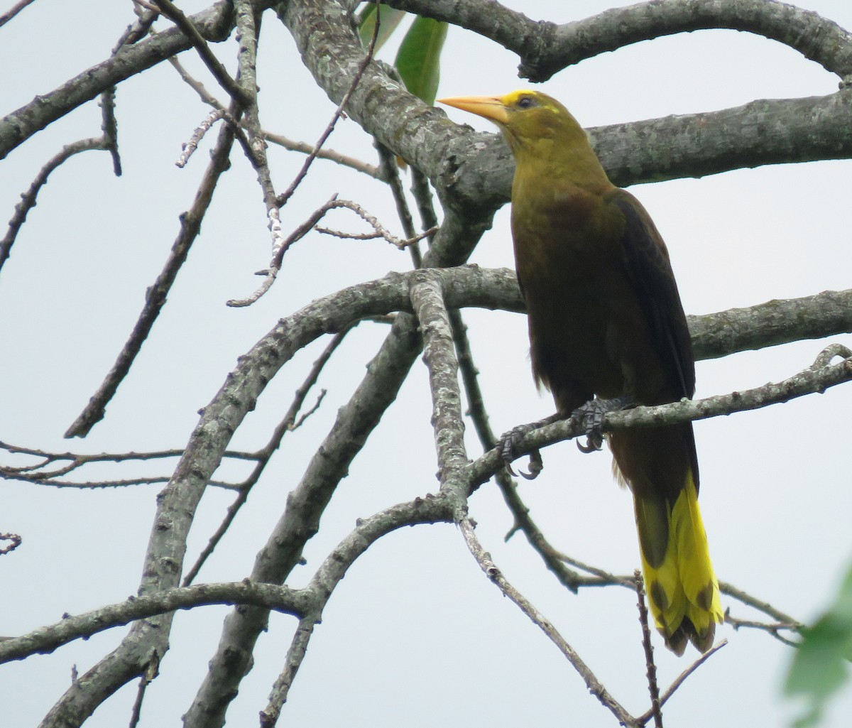 Russet-backed Oropendola - ML647196736